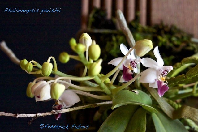 Phalaenopsis parishii ( Nouvelles photos ) 13051804435316321511201520