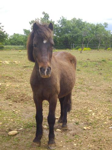 Mitou, poney de 9 ans traumatisé, travail et evolutions - Page 2 13051901313611356611204060