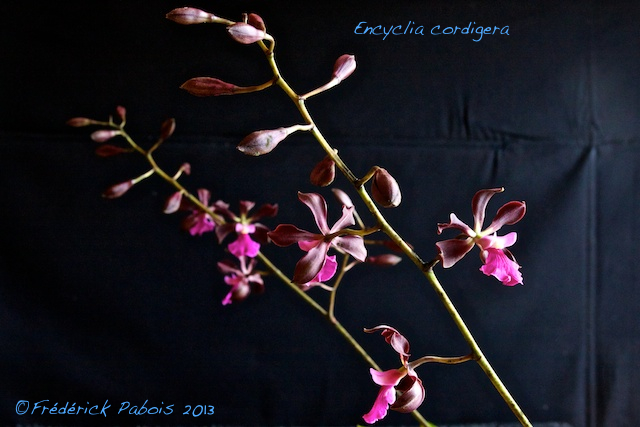 Encyclia cordigera var rosea 13052110180316321511211362