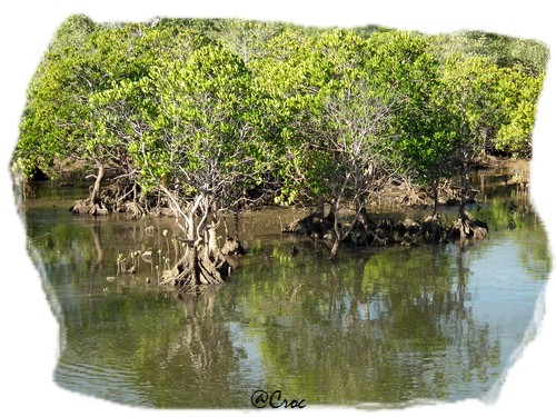 mangrive