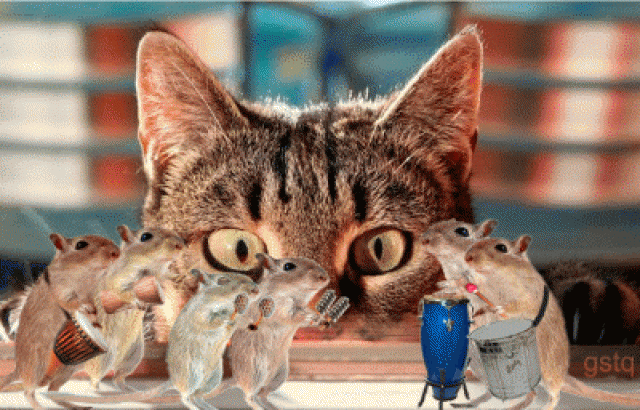 images-chat-souris-img