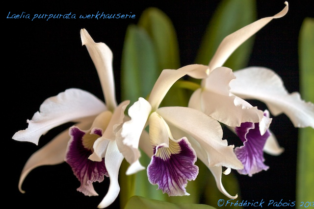 Laelia purpurata werkhauserie 13052601323016321511231028