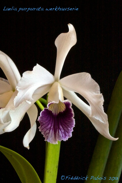 Laelia purpurata werkhauserie 13052601323316321511231029