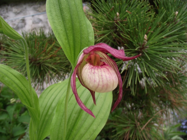 Cypripedium Maria 1305260731416539811232468