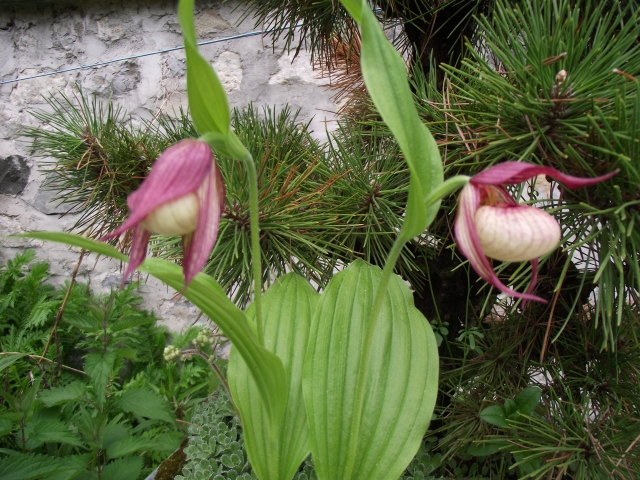 Cypripedium Maria 1305260732276539811232472