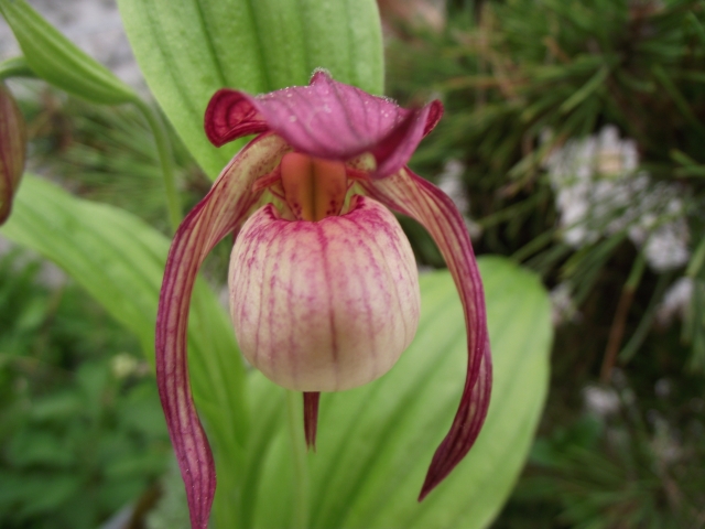 Cypripedium Maria 1305260733116539811232491