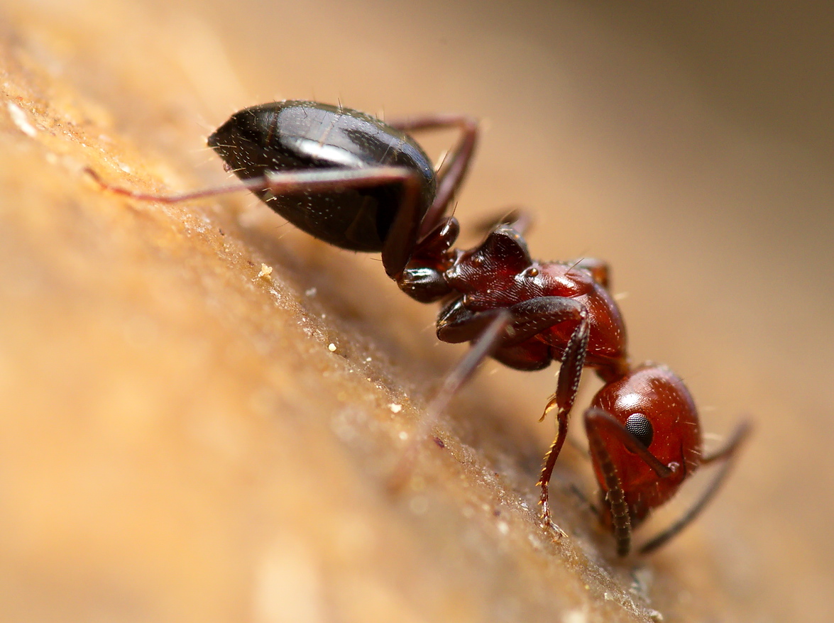 fourmi-1-Crop (env 50%)