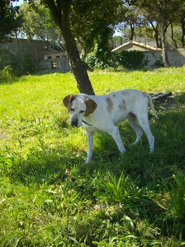 TAIGA  -  Pointer  8 ans  -  AU BONHEUR DES 4 PATTES  A  NIMES  (30) 13052610153811356611233658