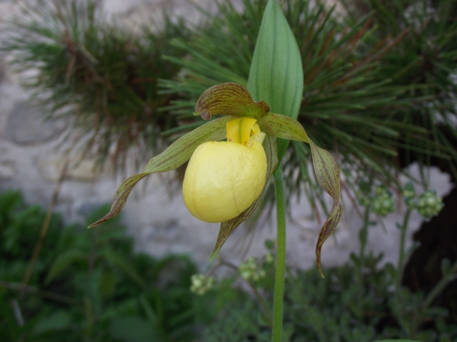 Cypripedium parviflorum pubescens 1305270649376539811235668