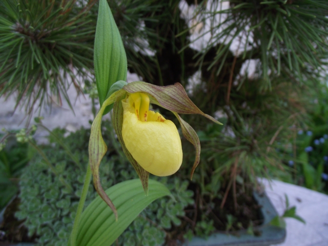 Cypripedium parviflorum pubescens 1305270650346539811235700