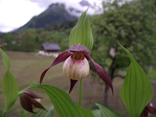 Cypripedium Ingrid 1305300648006539811246372