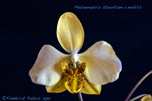 Phalaenopsis stuartiana v.nobilis 13053007234316321511246507