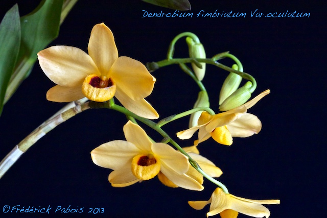 Dendrobium moschatum 13053105042616321511248563