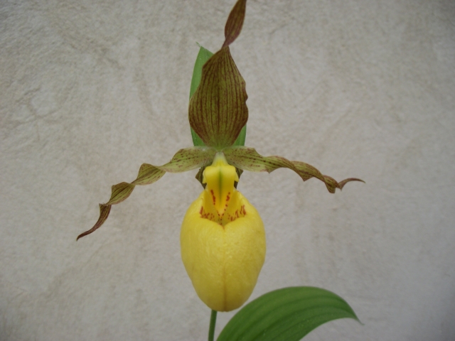 Cypripedium parviflorum pubescens 1305310606596539811248765