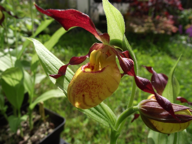 Cypripedium parviflorum ( forme un peu rouge !) 1306020502086539811254458