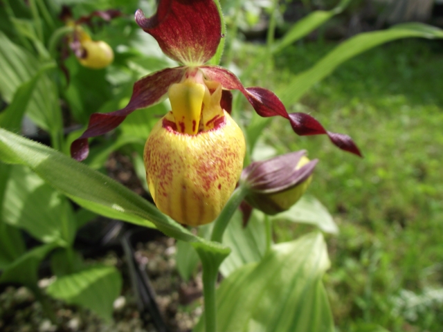 Cypripedium parviflorum ( forme un peu rouge !) 1306020502396539811254463