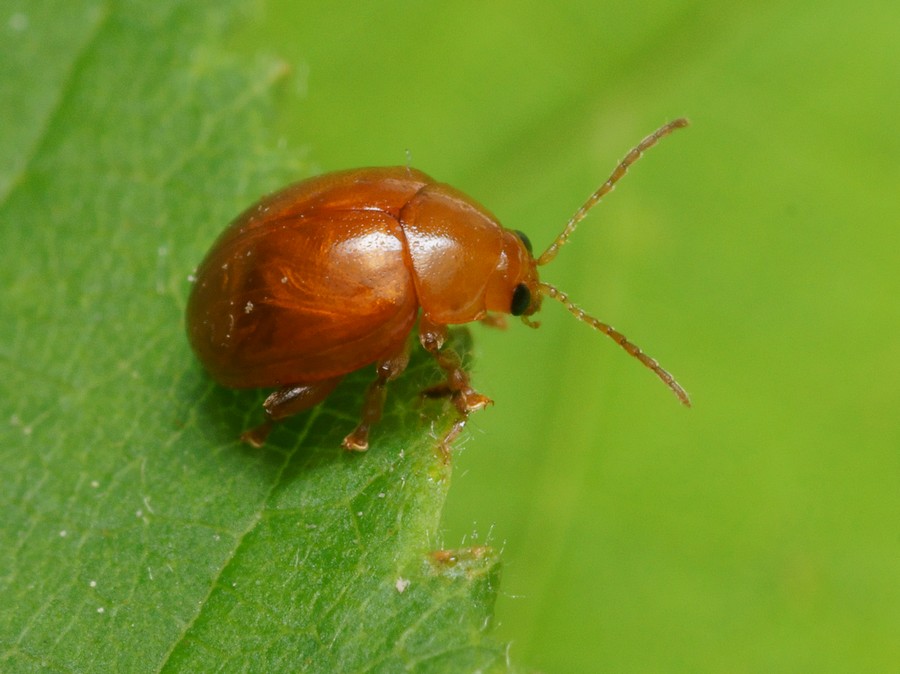 DSC23659R1.b190-090r49.4 - Sphaeroderma .. [Chrysomelidae - Coléoptères - Insectes] - imago 2 (3,8 x 2,4 mm) - ER.534-D