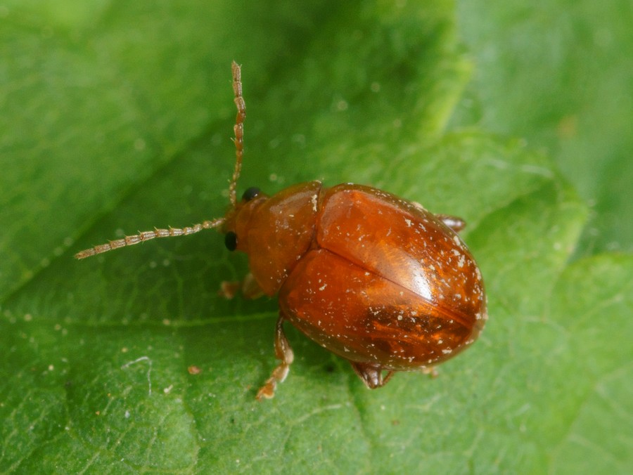 DSC23654R1.b190-090r49.4 - Sphaeroderma .. [Chrysomelidae - Coléoptères - Insectes] - imago 1 (4 x 2,5 mm) - ER.534-D