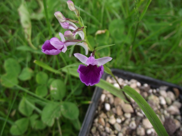   Ponerorchis graminifolia  du jour  1306071001506539811270695