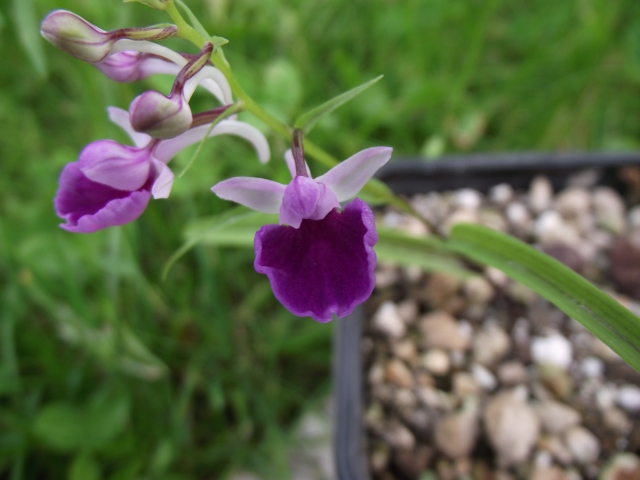   Ponerorchis graminifolia  du jour  1306071002286539811270696