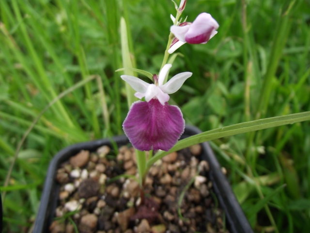   Ponerorchis graminifolia  du jour  1306071003076539811270698