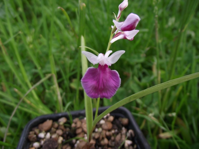   Ponerorchis graminifolia  du jour  1306071003566539811270700