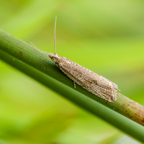 Tortricidae des joncs : Bactra lancealana 1306070837193187611268594