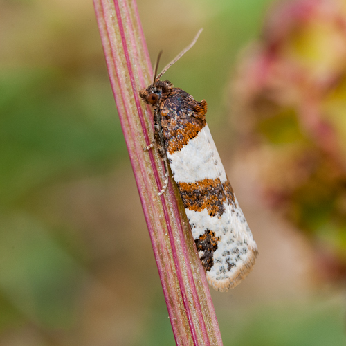 Tortricidae sp : Periclepsis cinctana 1306070837213187611268595