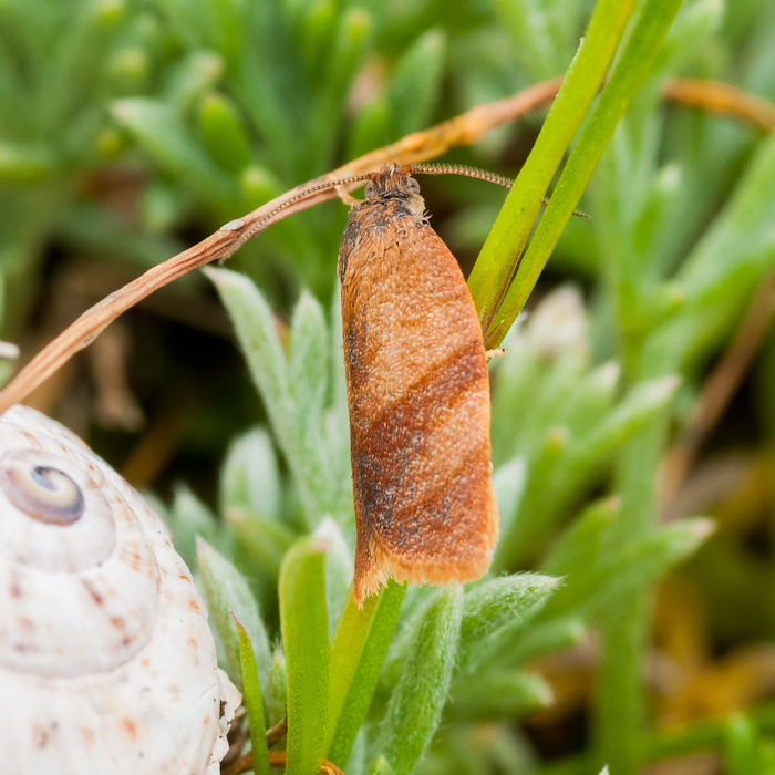 Cacoecimorpha pronubana ? 1306070837243187611268596