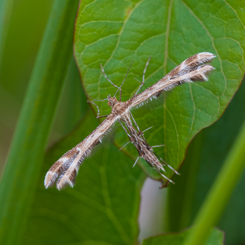 Pterophoridae sp 1306070837273187611268597