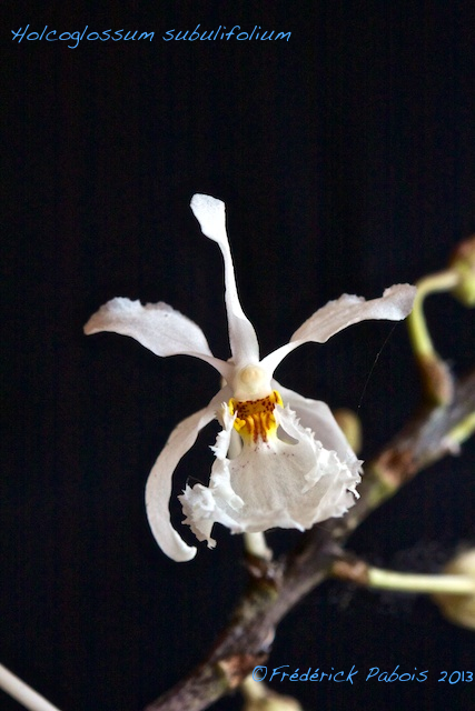 holcoglossum subulifolium 13060806180516321511272848