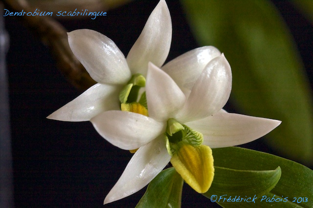 Dendrobium scabrillingue ( nouvelles photos) 13060806270516321511272869