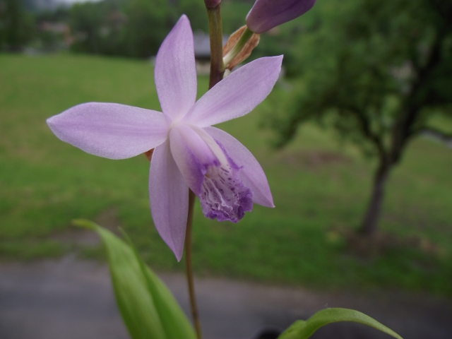  Bletilla striata 'Soryu' 1306090657036539811276268