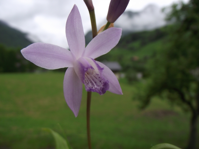  Bletilla striata 'Soryu' 1306090657386539811276271