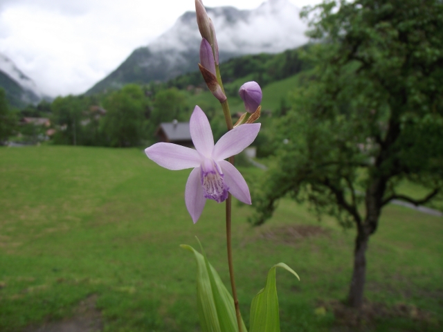  Bletilla striata 'Soryu' 1306090658136539811276272