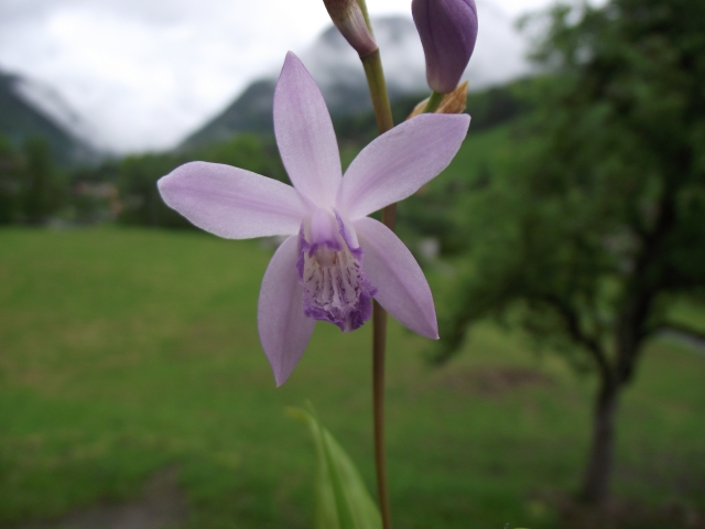  Bletilla striata 'Soryu' 1306090658496539811276274