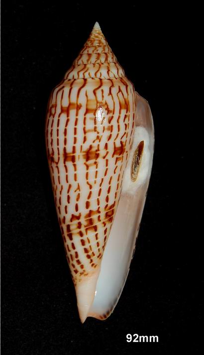 Conus (Phasmoconus) ranonganus   da Motta, 1979 13061210111814587711287599