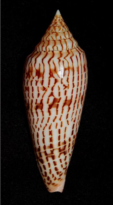 Conus (Phasmoconus) ranonganus   da Motta, 1979 13061210112014587711287600