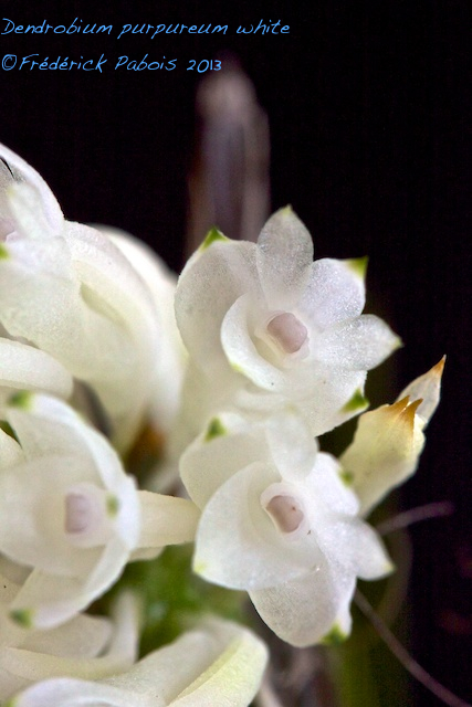 Dendrobium purpureum white 13061504550916321511294925