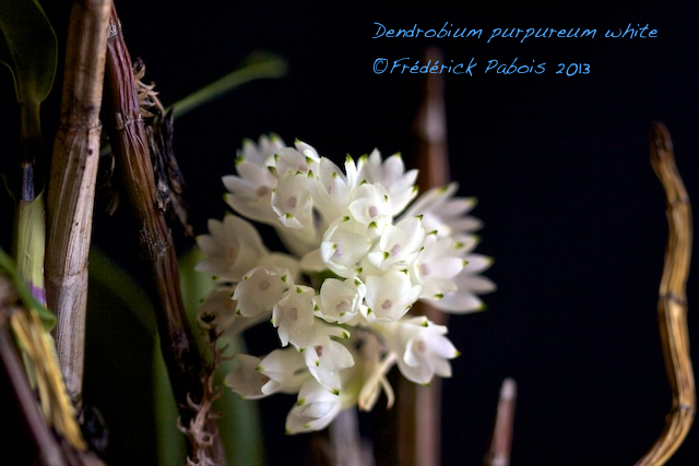 Dendrobium purpureum white 13061504551416321511294926