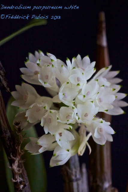 Dendrobium purpureum white 13061504552216321511294928