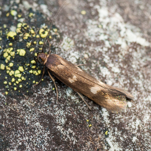 Scythrididae : Scythris scopolella 1306150809193187611295592