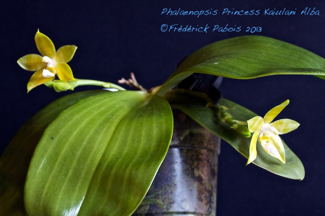 Phalaenopsis Princess Kaiulani alba 13061603525316321511297486