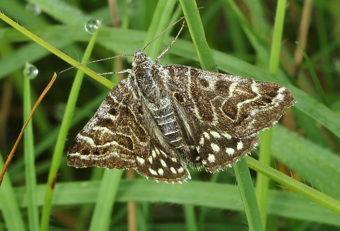  [Euclidia mi](Erebidae Erebinae)Qui est-il ? 130616091342999811296515