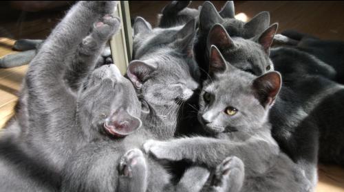 chatons miroir 2 forum