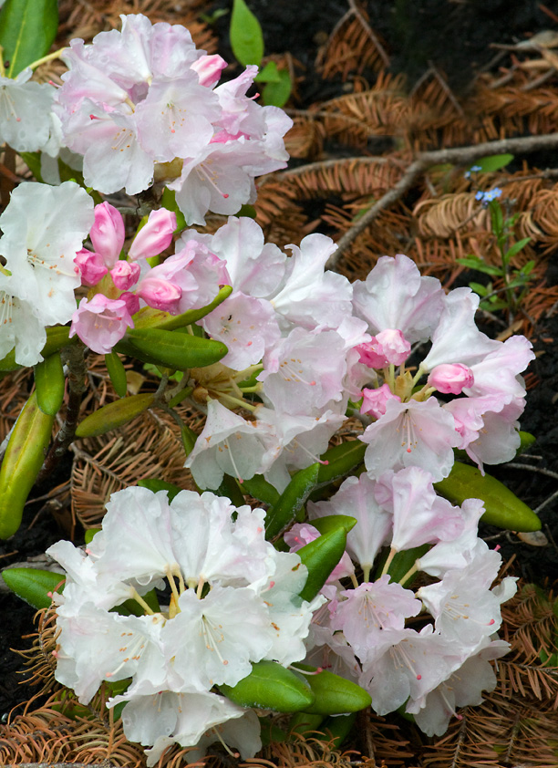 Rhododendron Crete_web