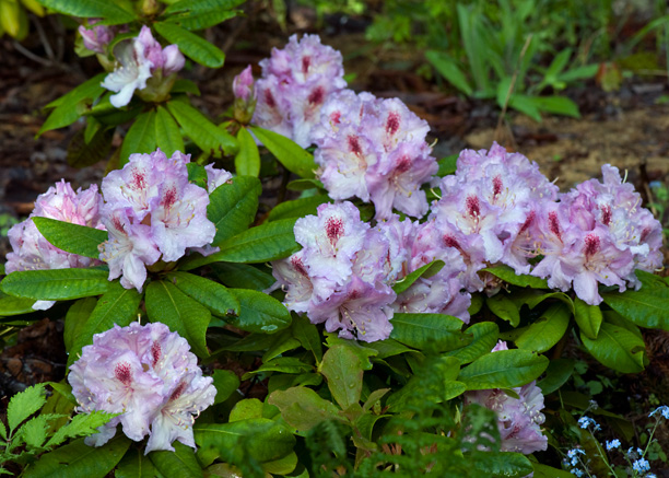 Rhododendron Jack Superbe_web