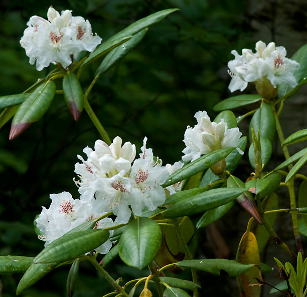 Rhododendron Peter Tigerstedt é_web