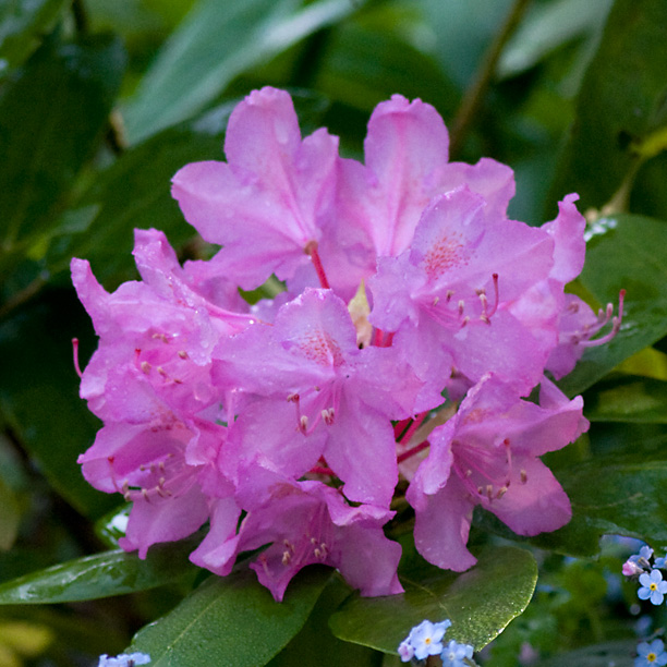 Rhododendron cv_web