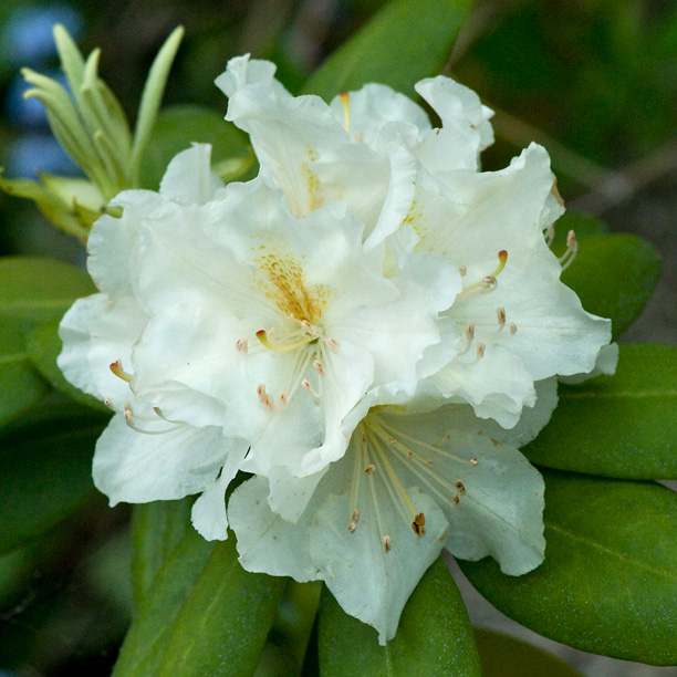 Rhododendron Big Deal_web